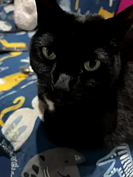 Snapshot of Shanonsex2 chatting on September 16, 2025, 1:39 am Shanonsex2 online show from September 16, 2025, 1:39 am