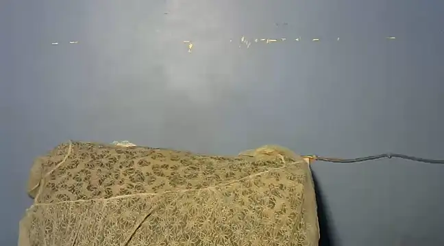 shishbabe online show from March 4, 2025, 4:49 am