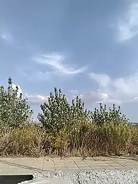 Snapshot of cuplubijoanna chatting on September 20, 2025, 4:52 pm cuplubijoanna online show from September 20, 2025, 4:52 pm