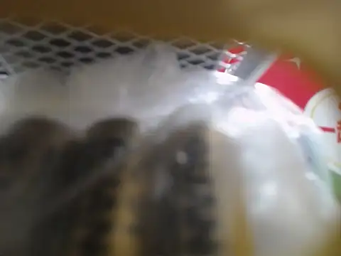 Snapshot of Lovensetest chatting on October 10, 2025, 3:05 am Lovensetest online show from October 10, 2025, 3:05 am