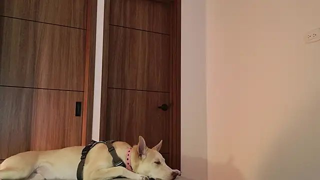 Snapshot of Hot_Couple666 chatting on September 9, 2025, 1:49 am Hot Couple666 online show from September 9, 2025, 1:49 am