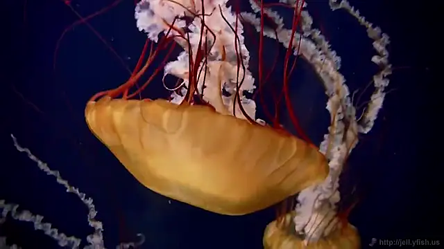 streamy test11 online show from December 3, 2025, 8:56 am