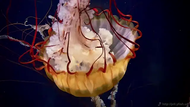 streamy test11 online show from December 17, 2025, 9:59 am