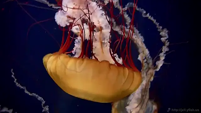 streamy test11 online show from March 2, 2026, 8:10 am