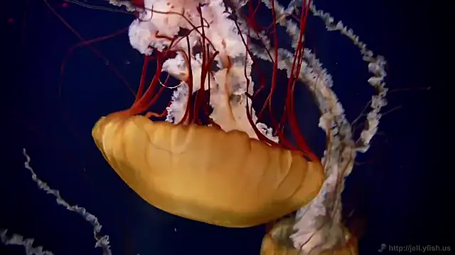 streamy test12 online show from March 4, 2025, 8:13 am