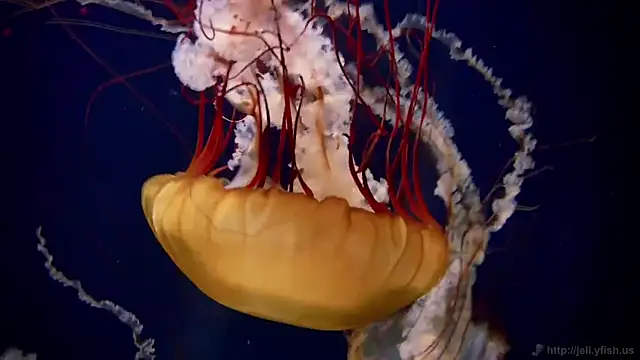 streamy test12 online show from October 9, 2025, 1:31 pm