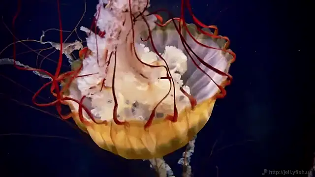 streamy test12 online show from November 12, 2025, 1:44 pm