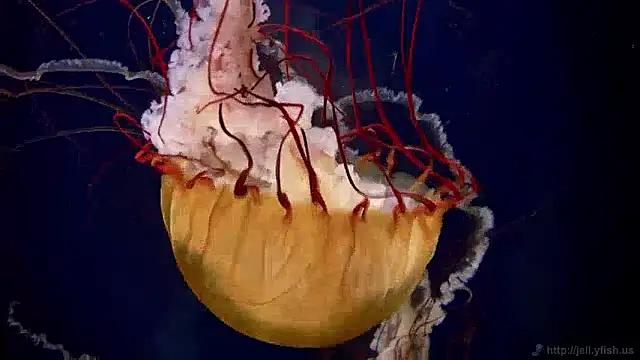 Snapshot of streamy_test13 chatting on December 2, 2024, 8:09 am streamy test13 online show from December 2, 2024, 8:09 am