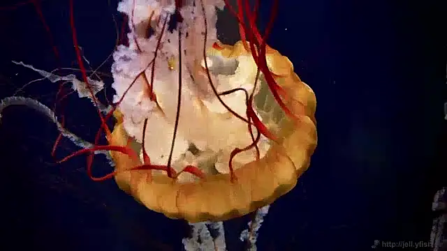 Snapshot of streamy_test13 chatting on December 4, 2024, 8:12 am streamy test13 online show from December 4, 2024, 8:12 am