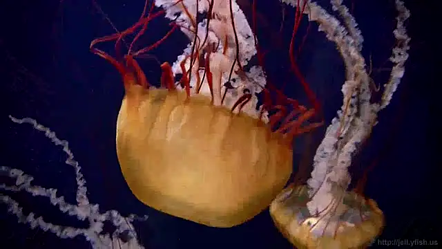 Snapshot of streamy_test13 chatting on January 3, 2025, 8:10 am streamy test13 online show from January 3, 2025, 8:10 am