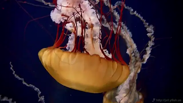 Snapshot of streamy_test13 chatting on February 17, 2025, 8:09 am streamy test13 online show from February 17, 2025, 8:09 am