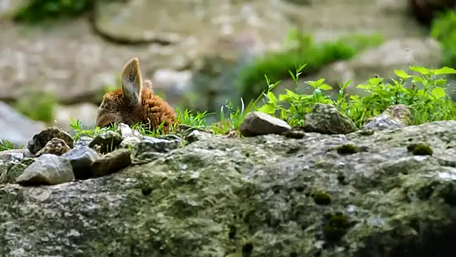 Snapshot of streamy_test13 chatting on February 28, 2025, 8:09 am streamy test13 online show from February 28, 2025, 8:09 am