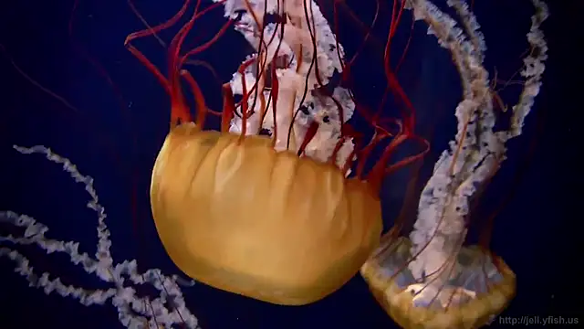 Snapshot of streamy_test13 chatting on March 21, 2025, 8:17 am streamy test13 online show from March 21, 2025, 8:17 am