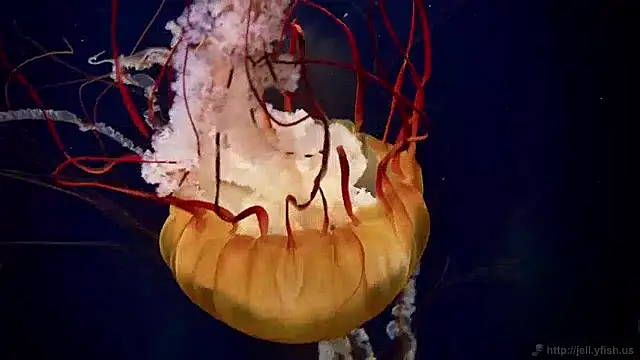 Snapshot of streamy_test15 chatting on December 2, 2024, 8:09 am streamy test15 online show from December 2, 2024, 8:09 am