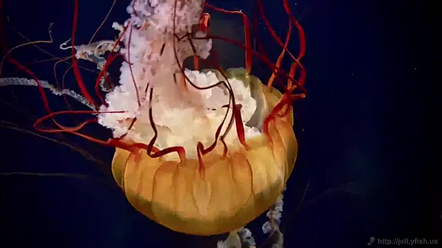 Snapshot of streamy_test15 chatting on December 3, 2024, 10:06 am streamy test15 online show from December 3, 2024, 10:06 am