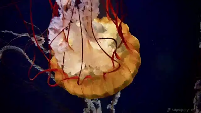 Snapshot of streamy_test15 chatting on December 4, 2024, 8:23 am streamy test15 online show from December 4, 2024, 8:23 am