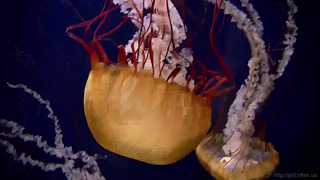 Snapshot of streamy_test15 chatting on December 19, 2024, 11:07 am streamy test15 online show from December 19, 2024, 11:07 am