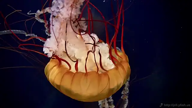 Snapshot of streamy_test15 chatting on February 20, 2025, 8:17 am streamy test15 online show from February 20, 2025, 8:17 am