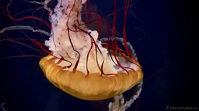 Snapshot of streamy_test15 chatting on September 22, 2025, 11:34 am streamy test15 online show from September 22, 2025, 11:34 am