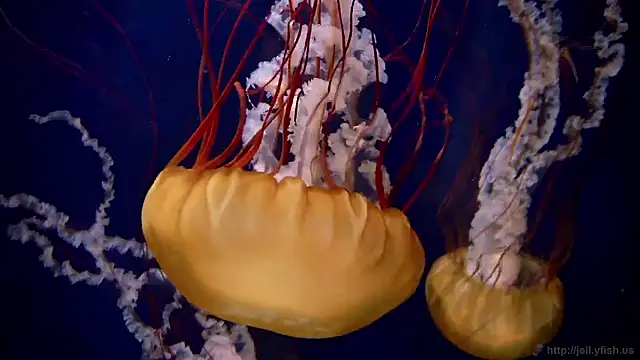 Snapshot of streamy_test15 chatting on October 27, 2025, 11:58 am streamy test15 online show from October 27, 2025, 11:58 am