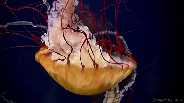 Snapshot of streamy_test15 chatting on October 31, 2025, 8:37 am streamy test15 online show from October 31, 2025, 8:37 am