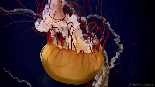 Snapshot of streamy_test15 chatting on November 5, 2025, 12:16 pm streamy test15 online show from November 5, 2025, 12:16 pm