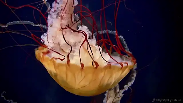 Snapshot of streamy_test15 chatting on November 13, 2025, 11:53 am streamy test15 online show from November 13, 2025, 11:53 am