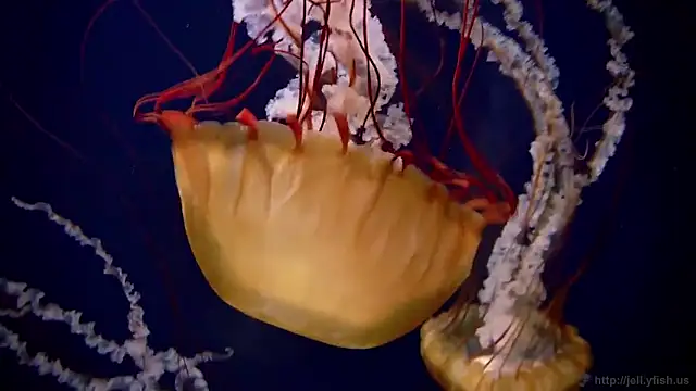 Snapshot of streamy_test15 chatting on December 16, 2025, 10:20 am streamy test15 online show from December 16, 2025, 10:20 am