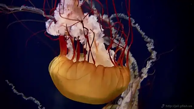 streamy test15 online show from March 3, 2026, 5:08 pm