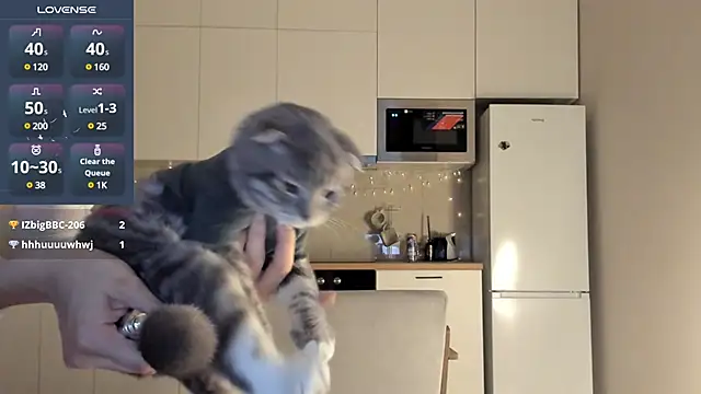 fairy di online show from December 23, 2024, 12:46 am