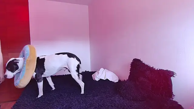 Snapshot of bellatrix25 chatting on January 30, 2025, 6:10 pm bellatrix25 online show from January 30, 2025, 6:10 pm