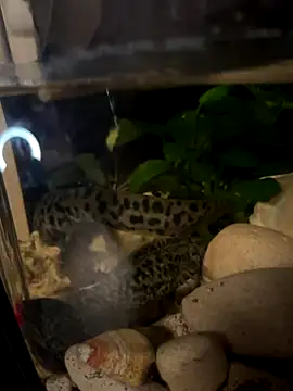 BroadFantasy online show from October 18, 2025, 7:14 pm