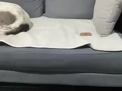 4small4inchlol online show from March 19, 2025, 11:25 pm