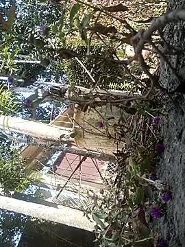 AssamSilchar93 online show from February 7, 2026, 6:17 am