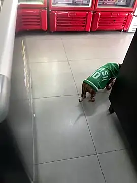 Snapshot of Hjsjsjsjjd chatting on October 14, 2025, 12:17 pm Hjsjsjsjjd online show from October 14, 2025, 12:17 pm