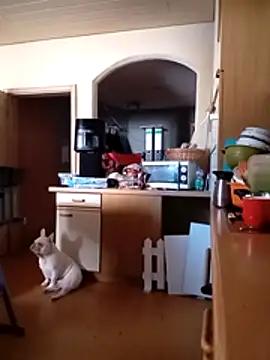 Wishes813 online show from March 18, 2026, 11:46 am