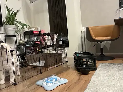 Snapshot of kensnb chatting on November 4, 2025, 8:57 am kensnb online show from November 4, 2025, 8:57 am