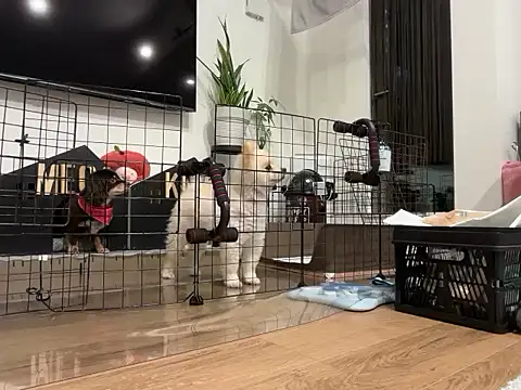 Snapshot of kensnb chatting on November 28, 2025, 8:17 am kensnb online show from November 28, 2025, 8:17 am