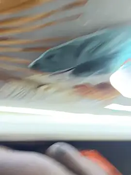 BigBossaNova69 online show from October 8, 2025, 5:38 am