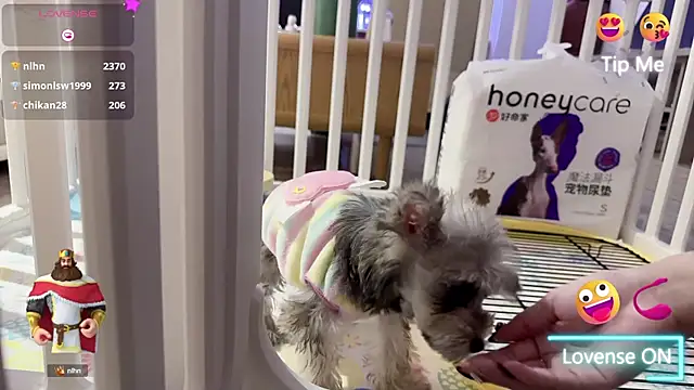 Bunny Tutu online show from January 18, 2025, 11:54 am