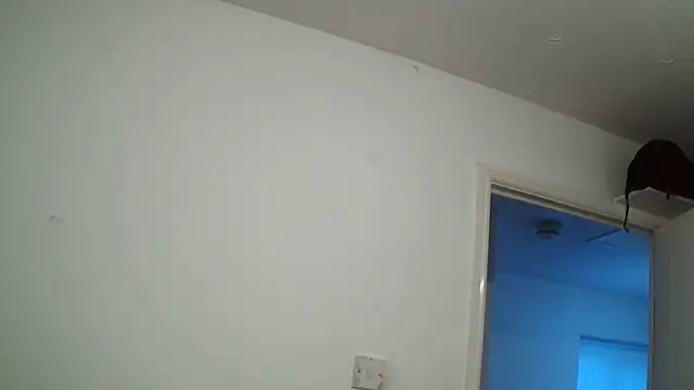 Snapshot of rampartzz chatting on March 6, 2025, 5:54 pm rampartzz online show from March 6, 2025, 5:54 pm