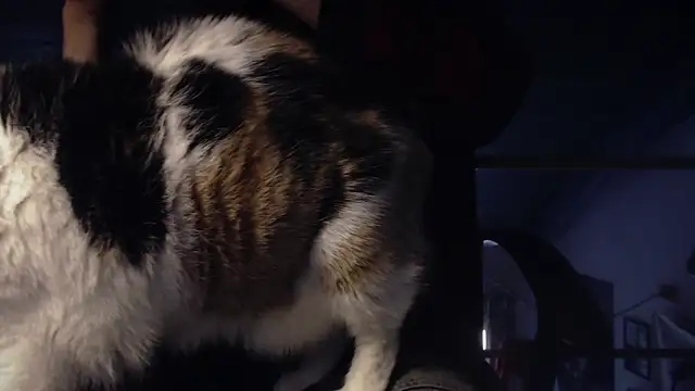 contemptumundi888 online show from January 18, 2025, 11:11 am