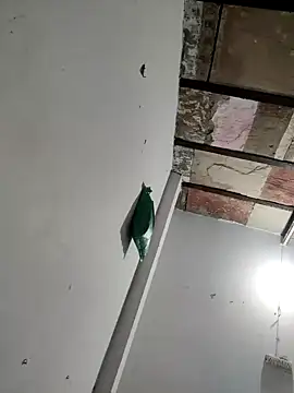 Masti441 online show from February 11, 2025, 10:26 am