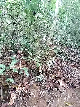 Danna-linyi online show from March 1, 2025, 8:10 pm