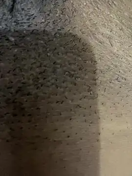 Snapshot of Gordelicia03 chatting on November 19, 2025, 3:12 pm Gordelicia03 online show from November 19, 2025, 3:12 pm