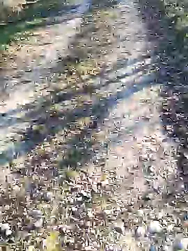 sansan2411 online show from January 12, 2025, 2:41 pm