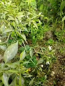 Snapshot of sweet_suman chatting on January 15, 2025, 10:38 am sweet suman online show from January 15, 2025, 10:38 am