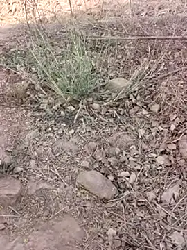 xmanrawan2 online show from March 16, 2026, 5:44 am