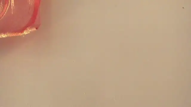 violet taylor  online show from July 2, 2026, 2:22 am