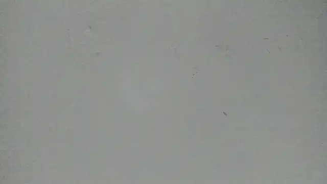 Sophia Ebony online show from March 13, 2026, 12:01 pm